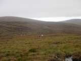 Photo of Stone Cross to Lug Relay