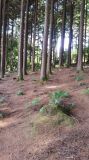 Photo of Warrenscourt Forest (Kilmurry)