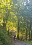 Photo of Garryduff Woods, Rochestown