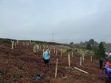 Photo of Tree Planting Day