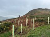 Photo of Tree Planting Day