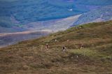 Photo of Top of Coom Half