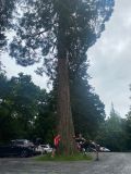 Photo of Glengarra Woods