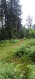 Photo of Glengarra Woods