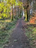 Photo of Annacurra Trail race