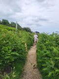 Photo of Howth Summer