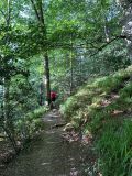 Photo of Glen of the Downs