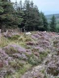 Photo of Mountain Meitheal Fundraiser