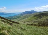 Photo of Cooley Half