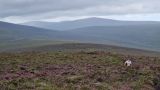 Photo of Lugalla (Leinster Championship route)