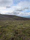 Photo of Nephin