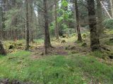 Photo of Kylebrack Woods