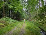 Photo of Kylebrack Woods