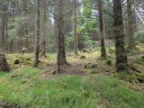 Photo of Kylebrack Woods