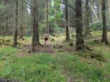 Photo of Kylebrack Woods