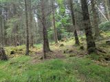 Photo of Kylebrack Woods